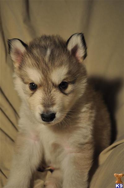 Puppies in TX